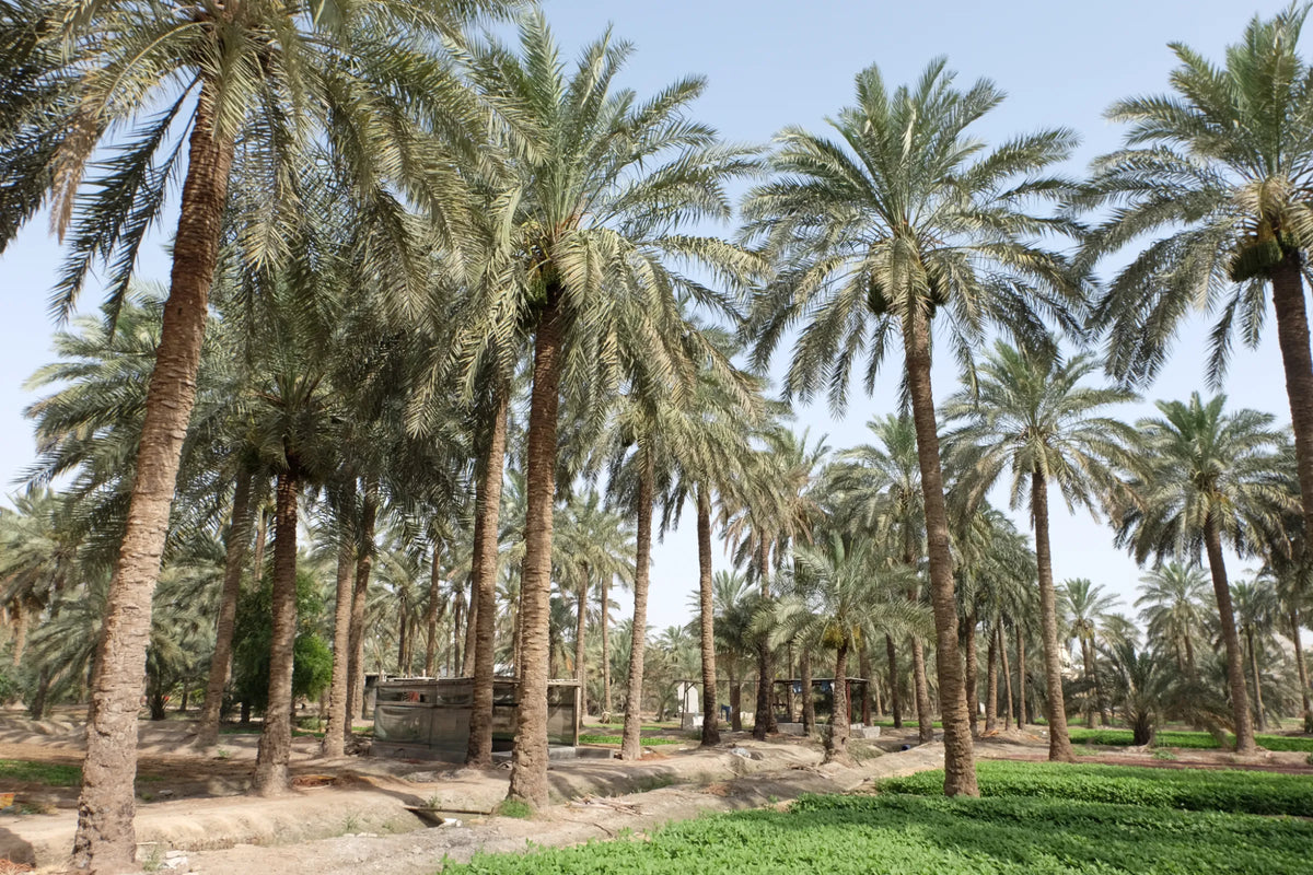 サウジアラビアのデーツ農園